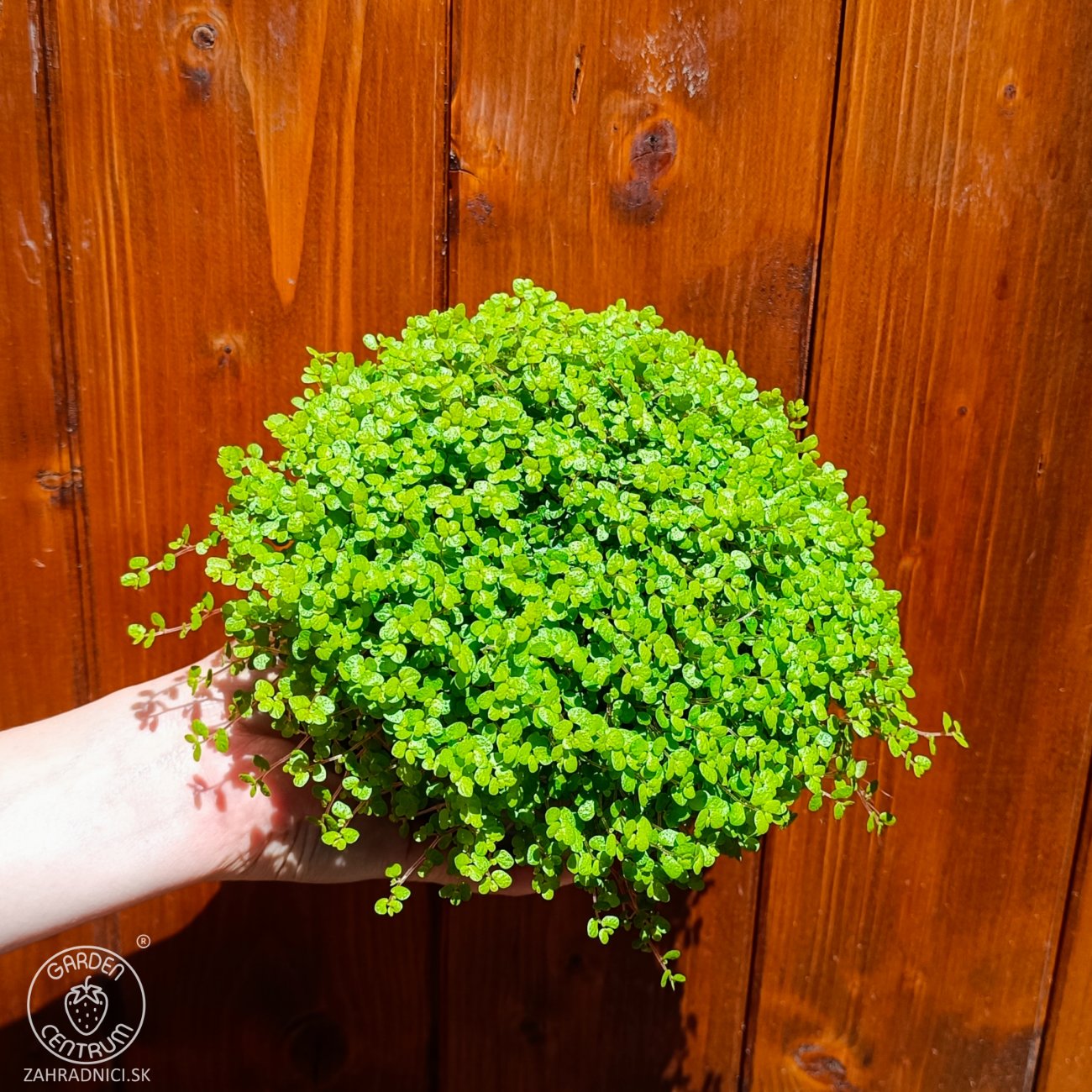 Obrázok Rodinné šťastie (Soleirolia soleirolii) ´AUREA´ - výška 5-10 cm, ⌀ 15-20 cm, kont. C1L